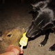 Illustration for article titled Cheesecake, the Stoic Capybara, Faces Threat From Puppies